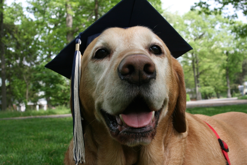 old golden retreiver with a graduation cap on