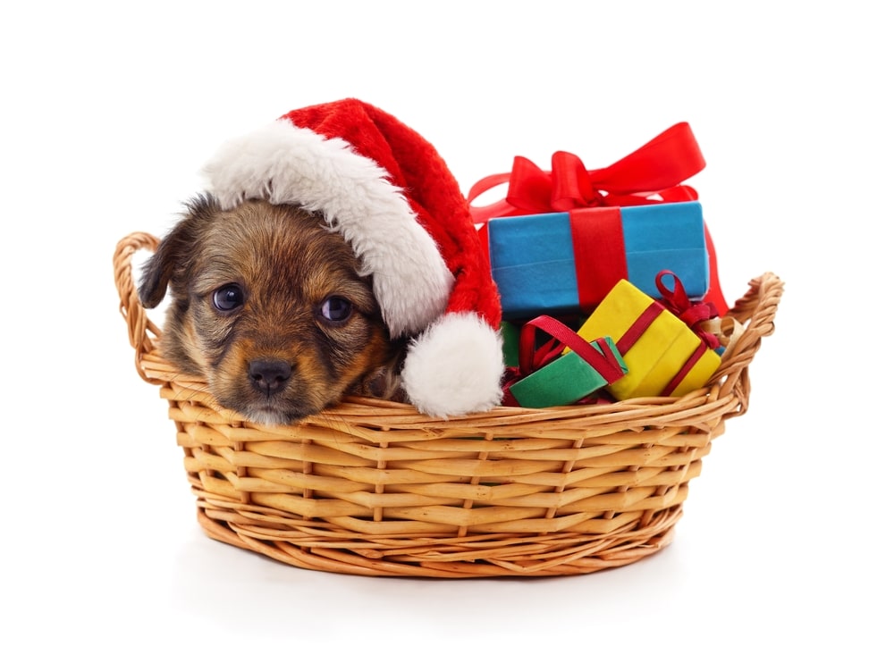 small christmas puppy gift in. basket with toys 