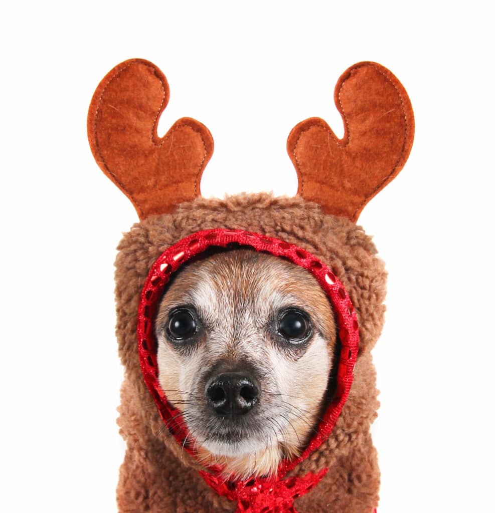 senior christmas puppy in antler outfit with greying face 