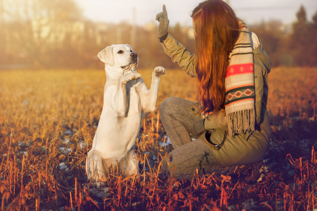 yellow lab having intensive dog training in a field with a girl in fall clothes 