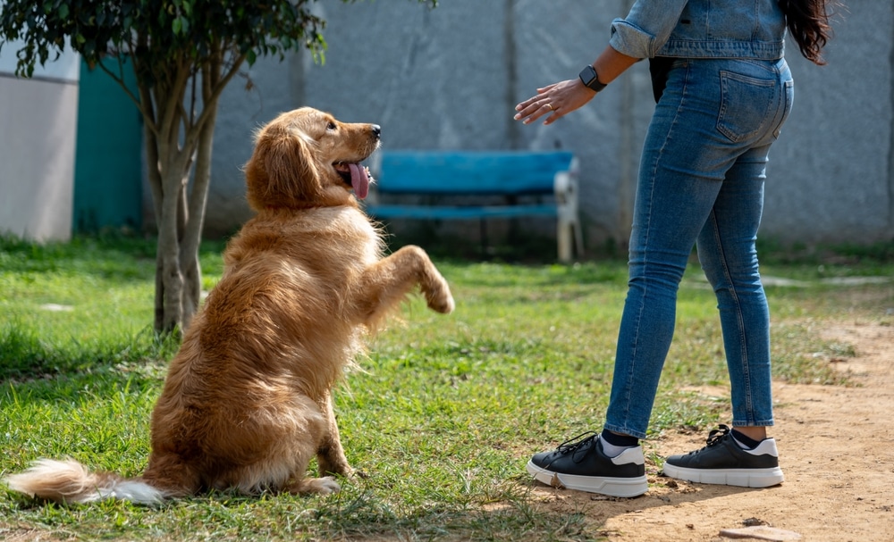 Golden retriever sitting for owner