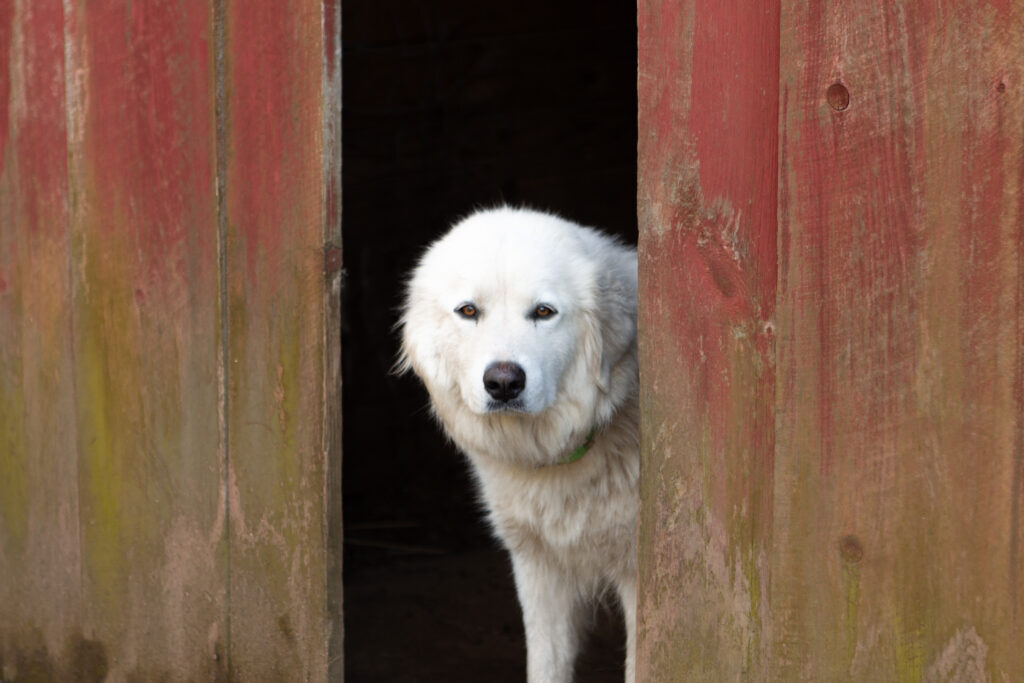 a white great Pyrenees in a barn door outside