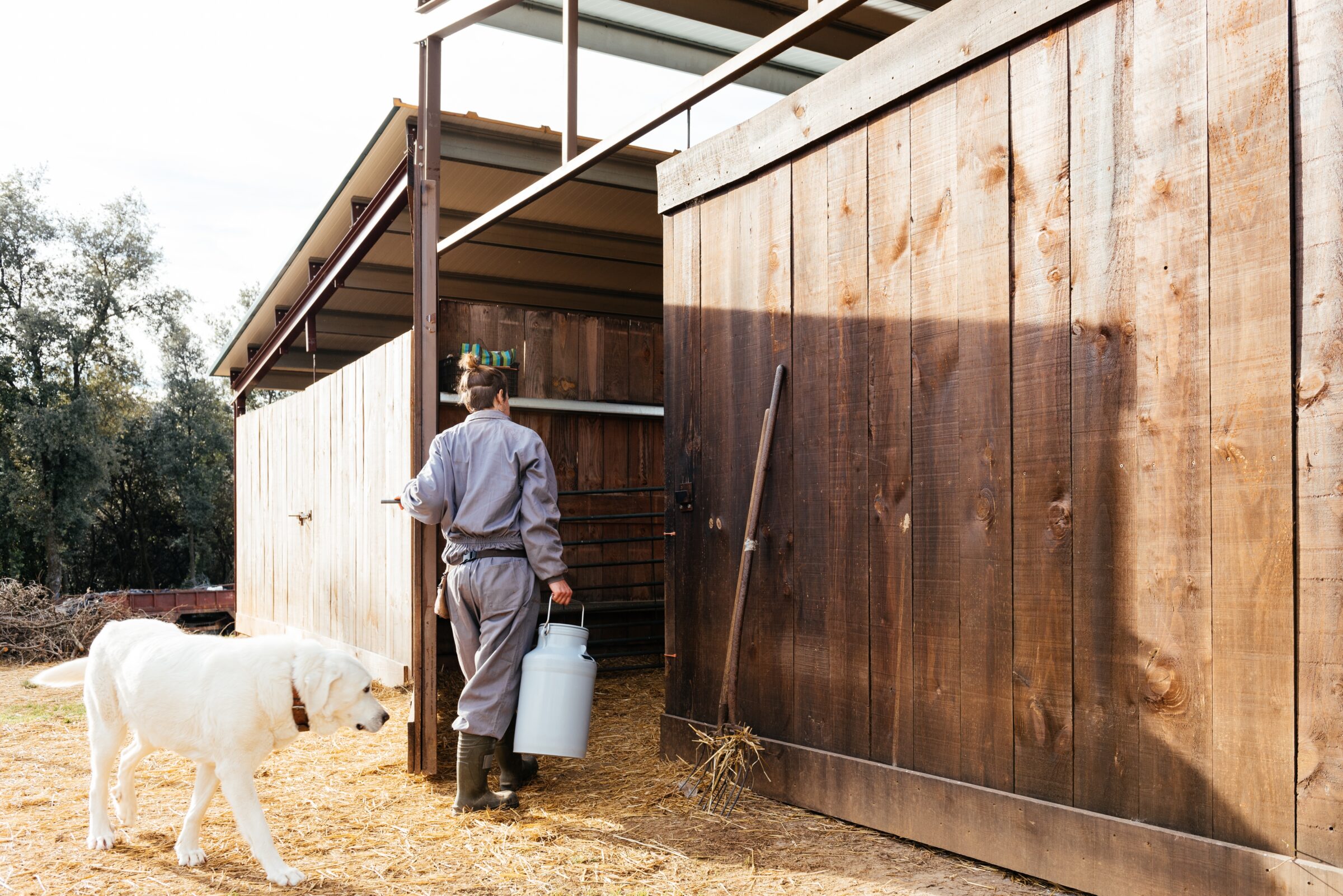 white dog following farmer into barn outside 