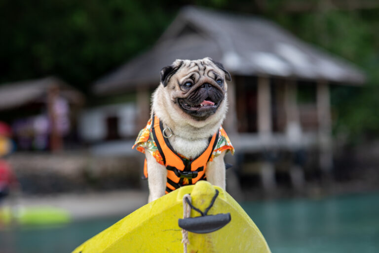 pug dog learning how to kayak