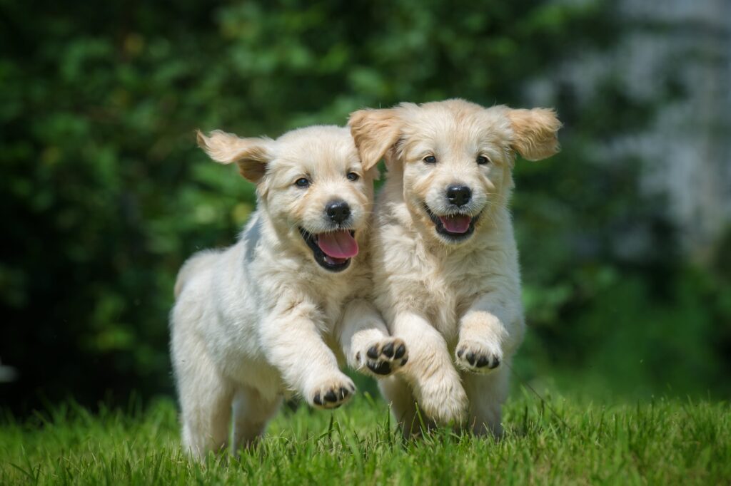 two litter matte golden retriever puppies