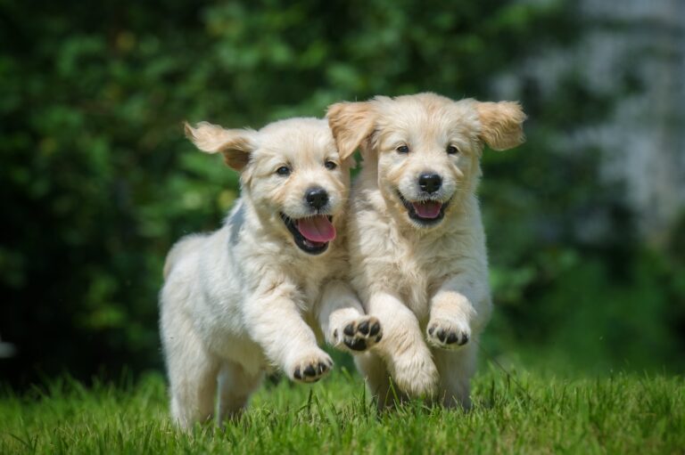 two litter matte golden retriever puppies