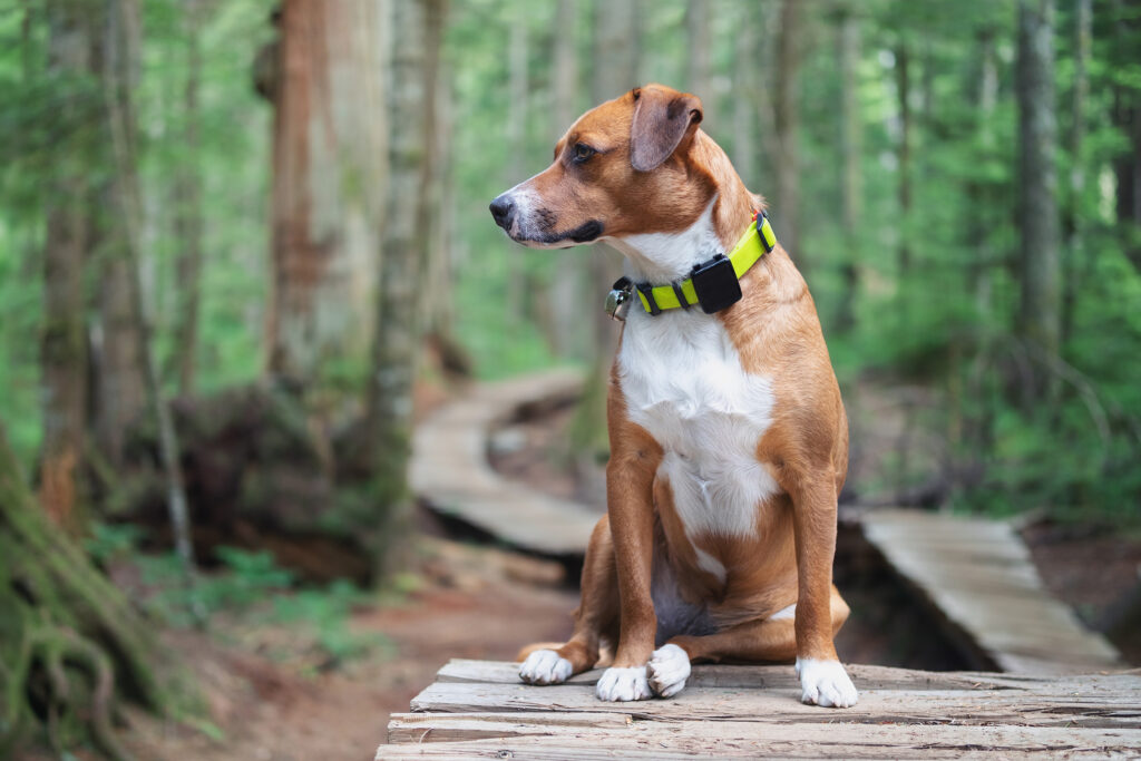 e collar dog training with a brown dog in the woods