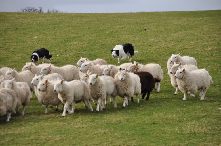 2 herding dogs herding a flock of sheep