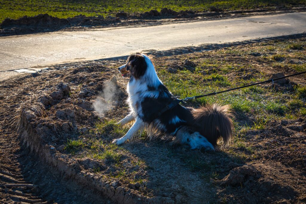 dog acting reactive while pulling on leash and huffing air 