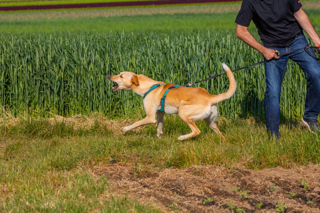 dog being reactive on a walk who needs desensitization training