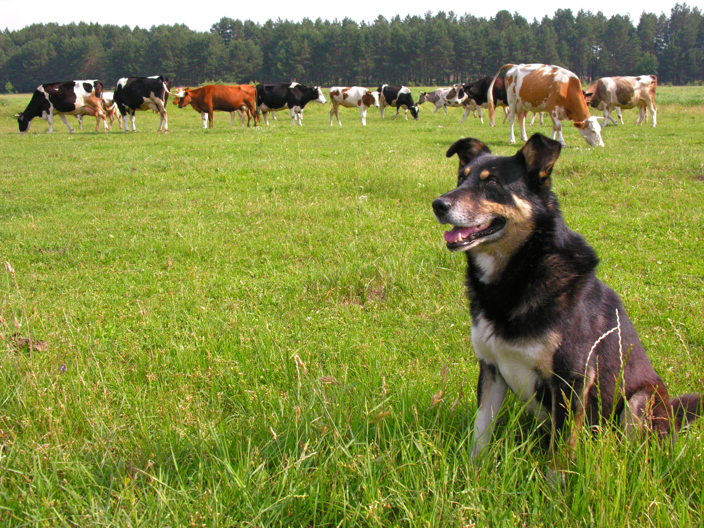 herding dog with cows behind him