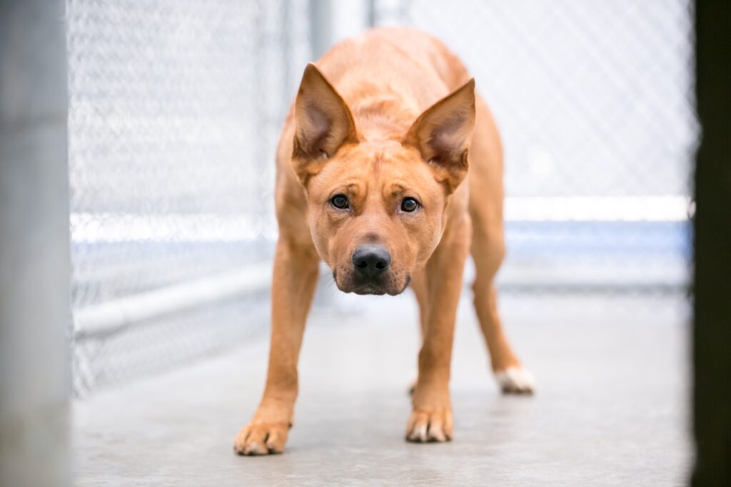 dog with nervous body language