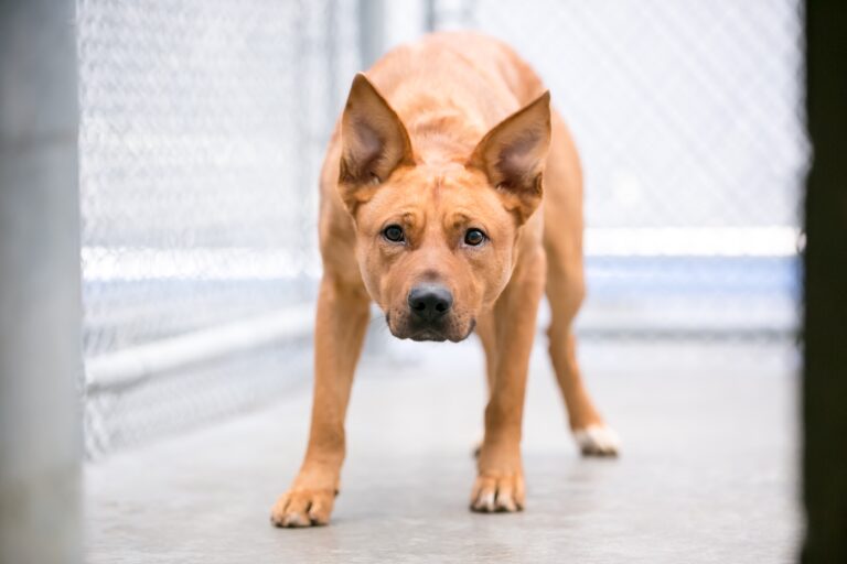 dog with nervous body language