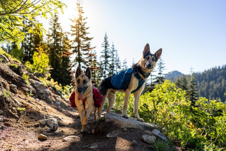 Two German Shepherd dogs wearing hiking backpacks on a forest trail during a pet-friendly mountain vacation adventure.