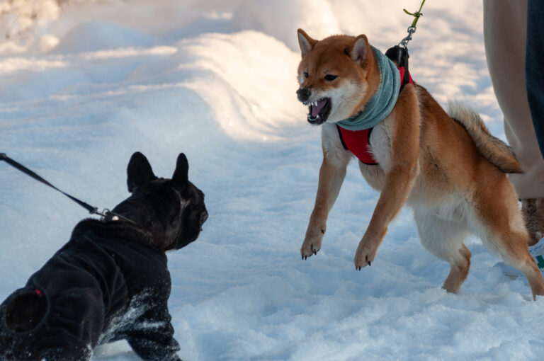 dog lunging on leash how to stop it