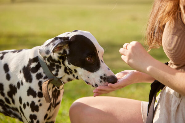 person giving their dog a treat