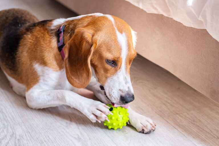 dog with toy resource guarding
