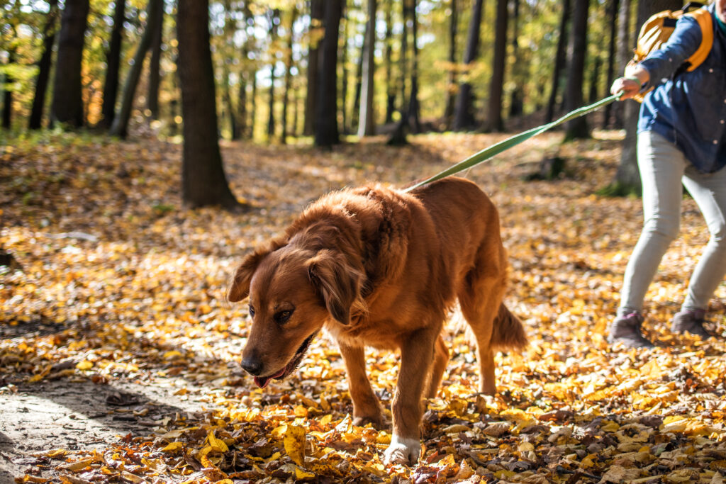 Pulling on the leash is a sign of dominance in dogs.