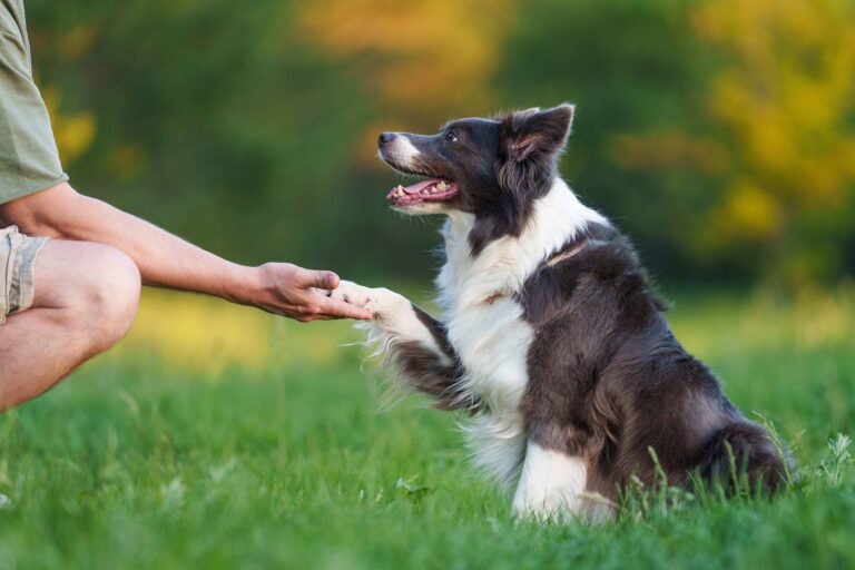 Training a border collie to shake hands