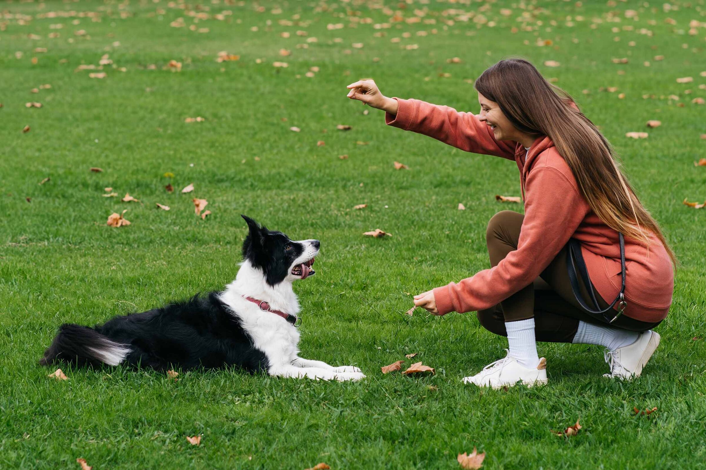 Woman training a border collie with a treat