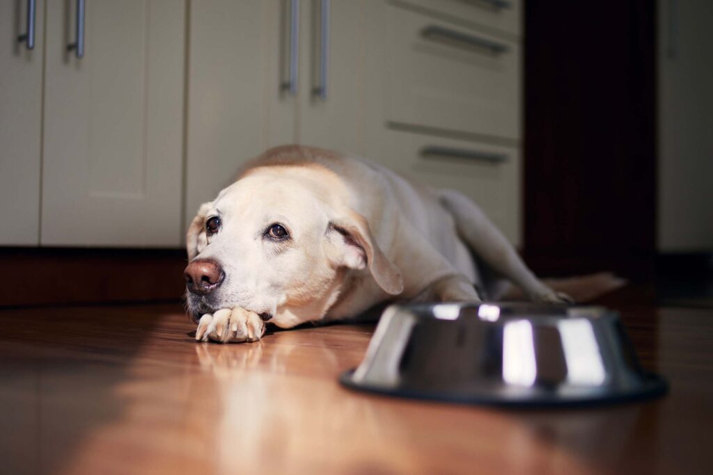 Dog with sad eyes waiting for feeding.