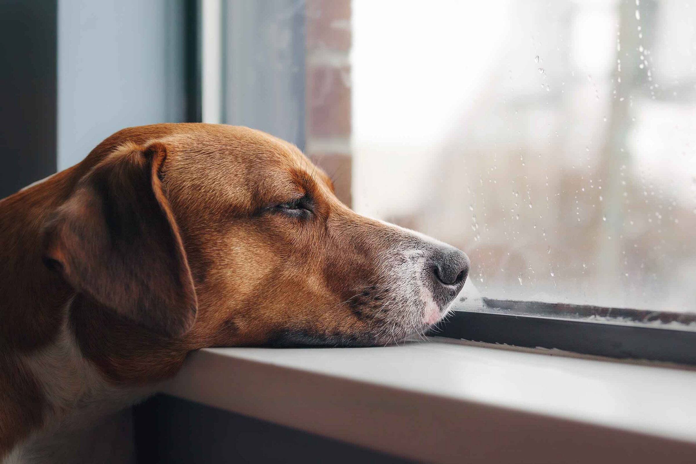 Bored dog with head on window sill while looking at the rain outside.