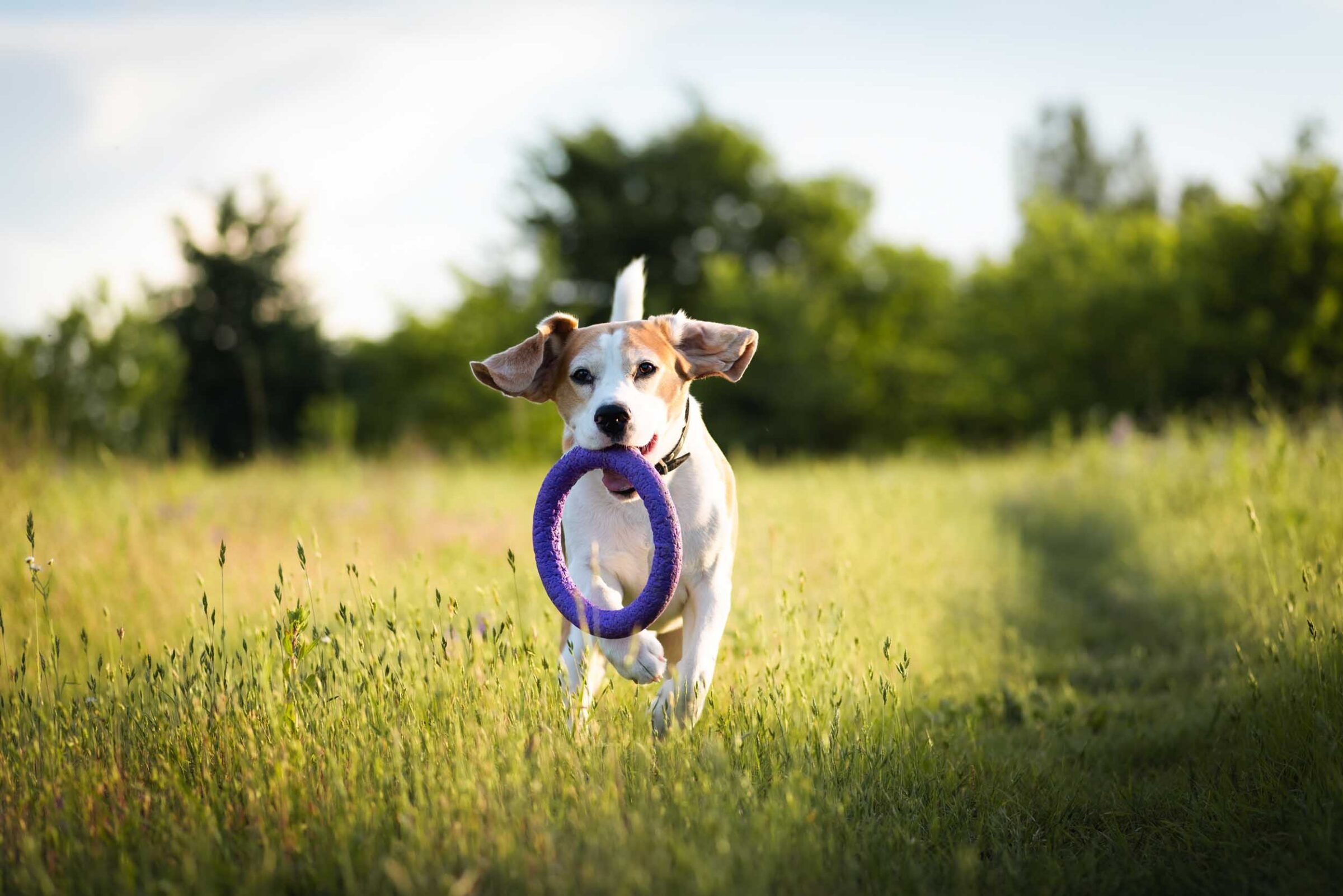 Happy beagle dog running outdoors with ring dog toy in mouth
